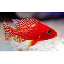 Aulonocara red dragon - fire fish   6.5 cm