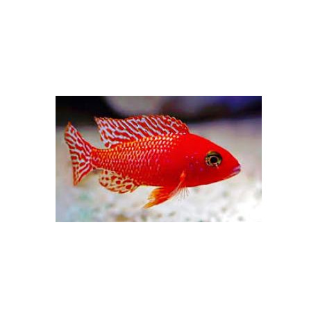 Aulonocara red dragon - fire fish   6.5 cm