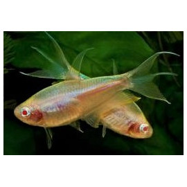 Nematobrycon palmeri Albino -- Tetra empereur Albino  3.00 cm