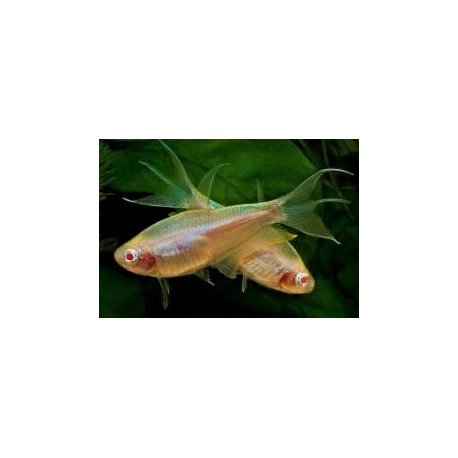 Nematobrycon palmeri Albino -- Tetra empereur Albino  3.00 cm