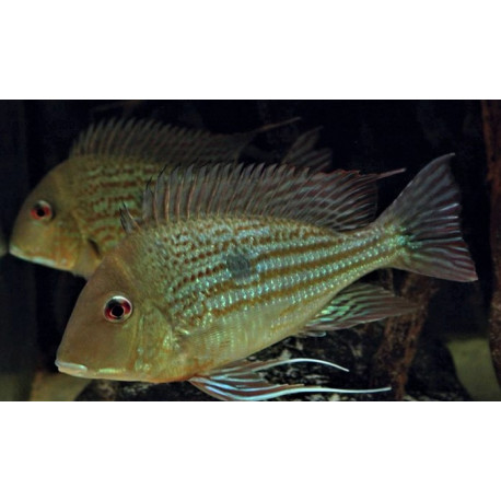 Geophagus sp. Abalios  -- 3-3.5cm