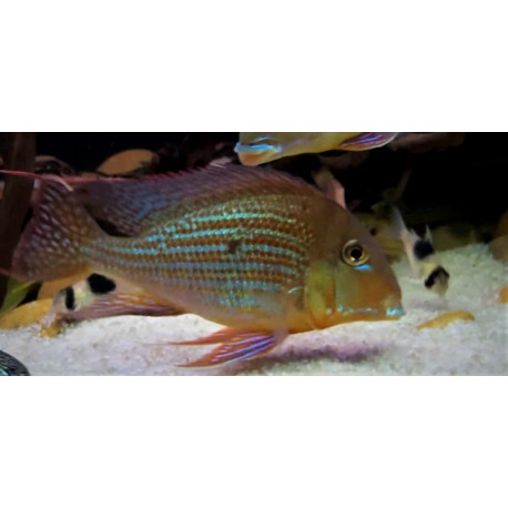 geophagus Altifrons "Rio Negro" 3.0-3.5cm