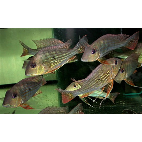 Geophagus Altifrons "Uatuman" 3.0-3.5cm