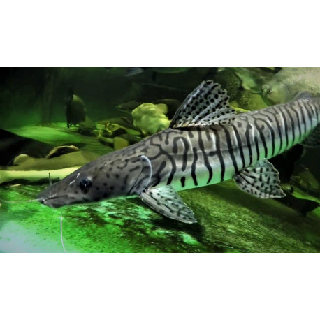 Pseudoplatystoma fasciatum  -- poisson chat tigre --15-18 cm