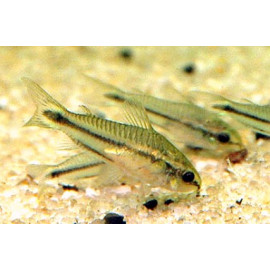 Corydoras pygmaeus Elevage-- 1.5 cm