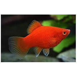 Platy Red Coral -- xiphophorus maculatus  - 2-2.5cm