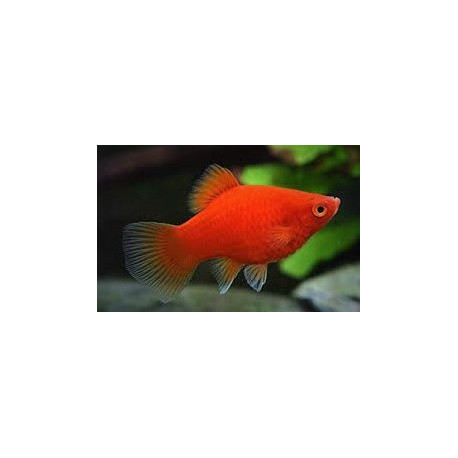 Platy Red Coral -- xiphophorus maculatus  - 2-2.5cm