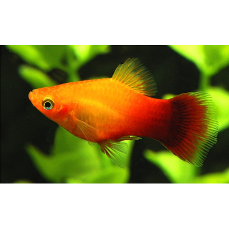 Platy Carolina -- xiphophorus maculatus - 2-2.5cm