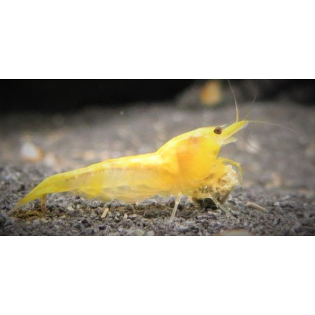 Neocaridina Heteropoda Rili Yellow Rili 1.5-1.8 cm