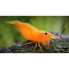 Neocaridina Heteropoda var Orange Fire 1.5-1.8 cm