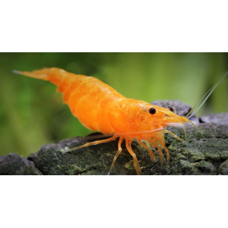 Neocaridina Heteropoda var Orange Fire 1.5-1.8 cm