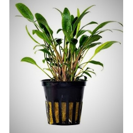 Cryptocoryne Lucens en pot