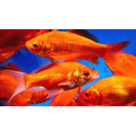 Poisson rouge comete 10-12 cm