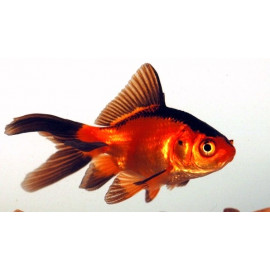 Poisson Rouge & Noir comete 7-10 cm