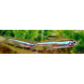 Paracheirodon simulans tetra neon vert  2.0-2.5 cm ELEVAGE