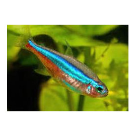 Paracheirodon simulans tetra neon vert  2.0-2.5 cm ELEVAGE