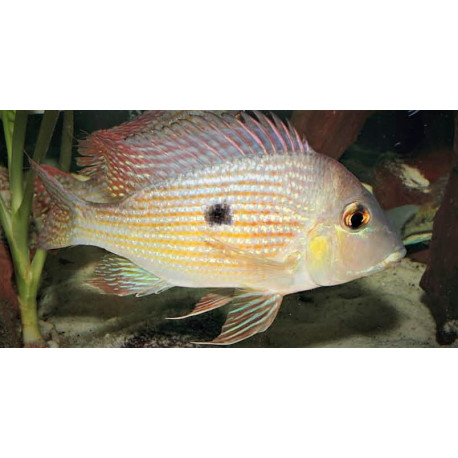 Geophagus Sp. Gurupi 2.5-3.00 cm