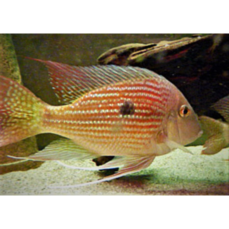 Geophagus Rio Caetei  - 2.5-3cm