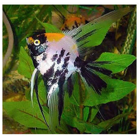 Pterophyllum scalare scalaire koi front orange  3-4 cm