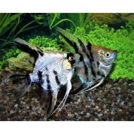 Pterophyllum scalare scalaire koi front orange Diamant 4-5 cm