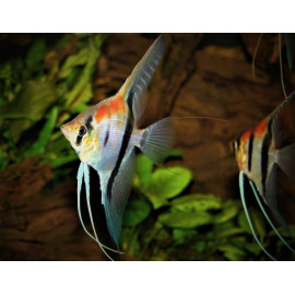 Pterophyllum scalare Manacapuru Red Back super Rouge 4-5 cm