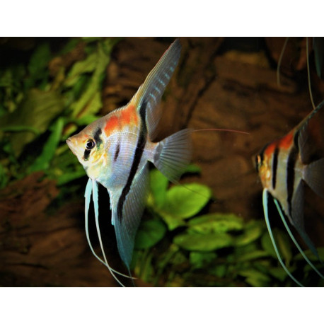 Pterophyllum scalare Manacapuru Red Back super Rouge 4-5 cm