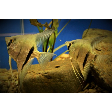 Pterophyllum scalare Rio Itaya Blue 4-5 cm