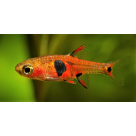 Rasbora boraras Naevus 1-1.5 cm