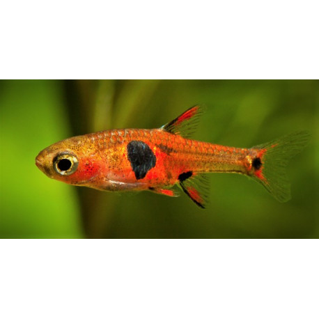 Rasbora boraras Naevus 1-1.5 cm