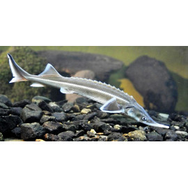 Acipenser ruthenus esturgeon Ruthenus -  15 cm