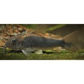 Corydoras Schultzei 2.5-3cm