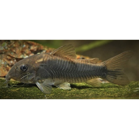 Corydoras Schultzei 2.5-3cm