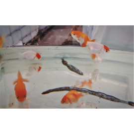 Assortiment de Couleurs de tete de lion ranchu THAI 4.0cm