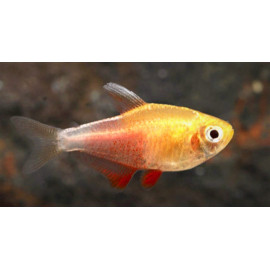 Hyphessobrycon flammeus tetra flamme orange Albino nagoires Blanches 3.0 cm