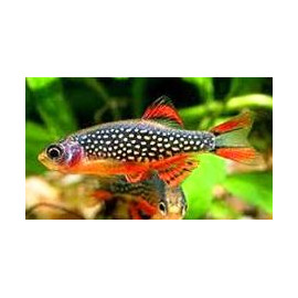 Rasbora Galaxy -- Danio Margaritatus  2.50 cm