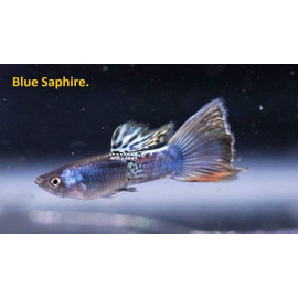 Guppy male bleu saphir - 3.5 cm poecilia reticulata