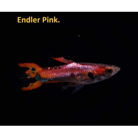 Guppy male endler pink  2.5 cm poecilia wingei