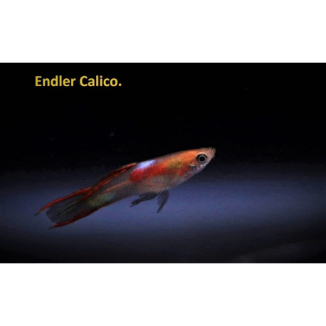 Guppy male endler  golden calico 2.5 cm poecilia wingei