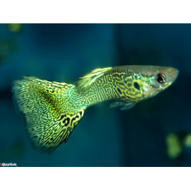 Guppy male cobra vert  3.5 cm poecilia reticulata