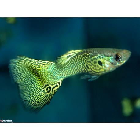 Guppy male cobra vert  3.5 cm poecilia reticulata