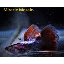 Guppy male miracle mosaique 3.5 cm poecilia reticulata