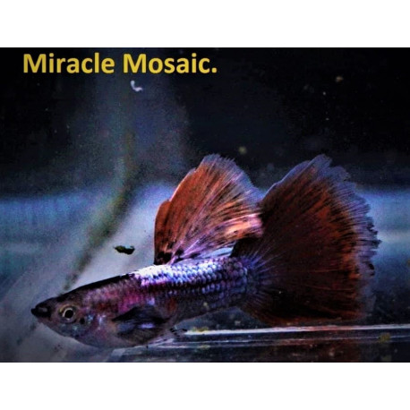 Guppy male miracle mosaique 3.5 cm poecilia reticulata