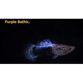 Guppy male purple baltic 3.5 cm poecilia reticulata