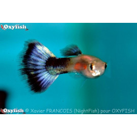 Guppy male purple queen  3.5 cm poecilia reticulata