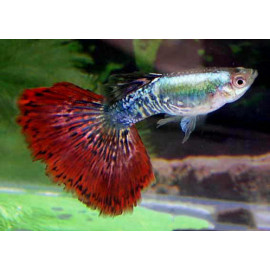 Guppy male rouge dragon 4.00 cm poecilia reticulata