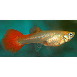 Assortiment guppys femelles  4.0 cm poecilia reticulata