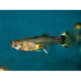 Assortiment guppys femelles  4.0 cm poecilia reticulata