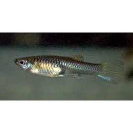 Guppy femelle Endler 2-2.5 cm Poecilia wingei