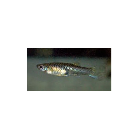 Guppy femelle Endler 2-2.5 cm Poecilia wingei