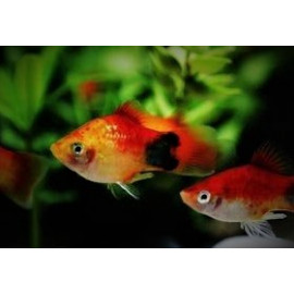 Xiphophorus maculatus platy sunset mickey mouse - 3.00cm